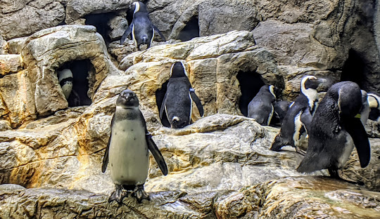 ripley's aquarium of the smokies